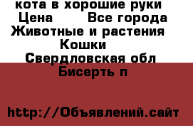 кота в хорошие руки › Цена ­ 0 - Все города Животные и растения » Кошки   . Свердловская обл.,Бисерть п.